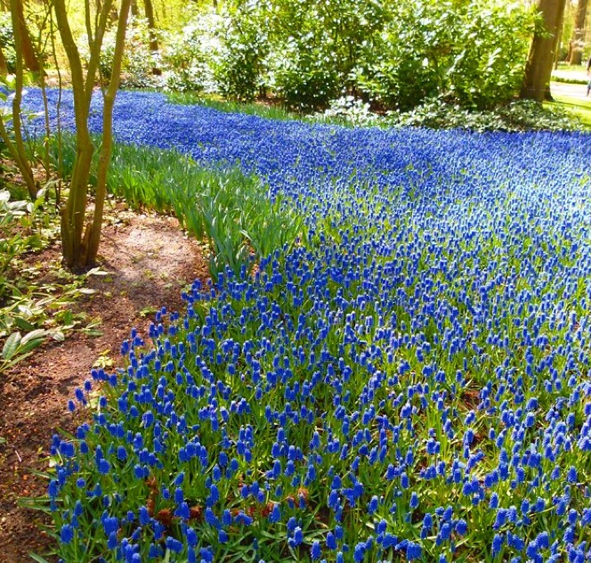 parque de tulipas na holanda keukenhof