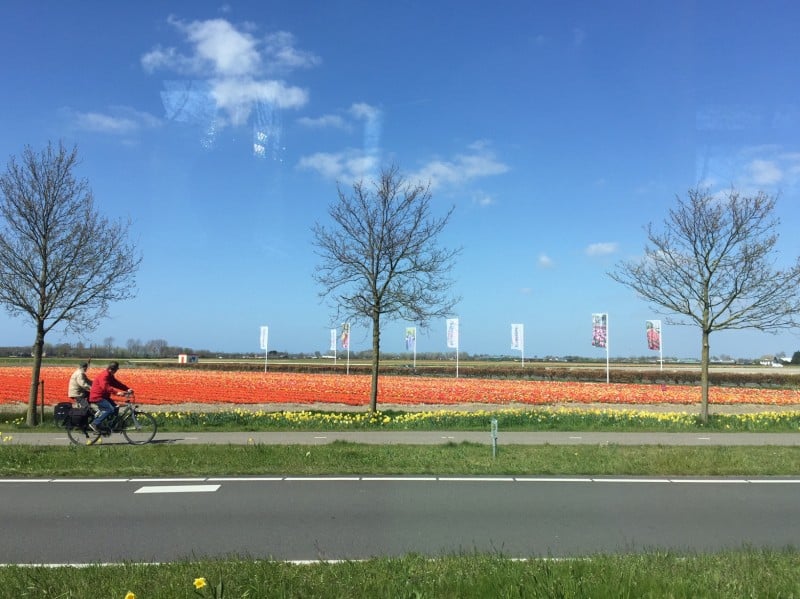 onde ver tulipas na holanda