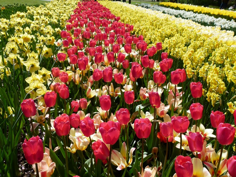 Keukenhof