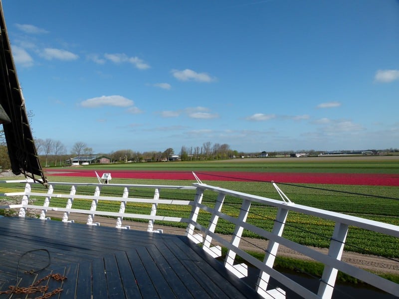 No dia 20/04/16 os campos ao redor do Keukenhof estavam parcialmente floridos