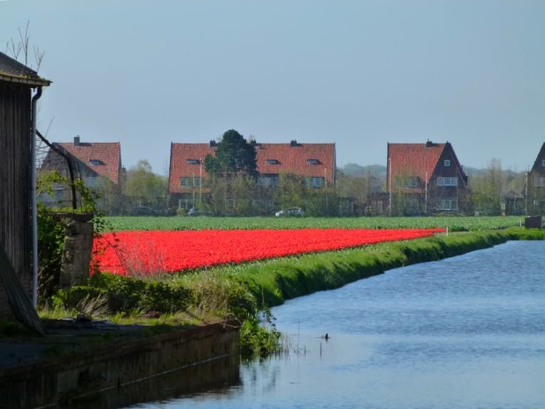 tulipas na holanda