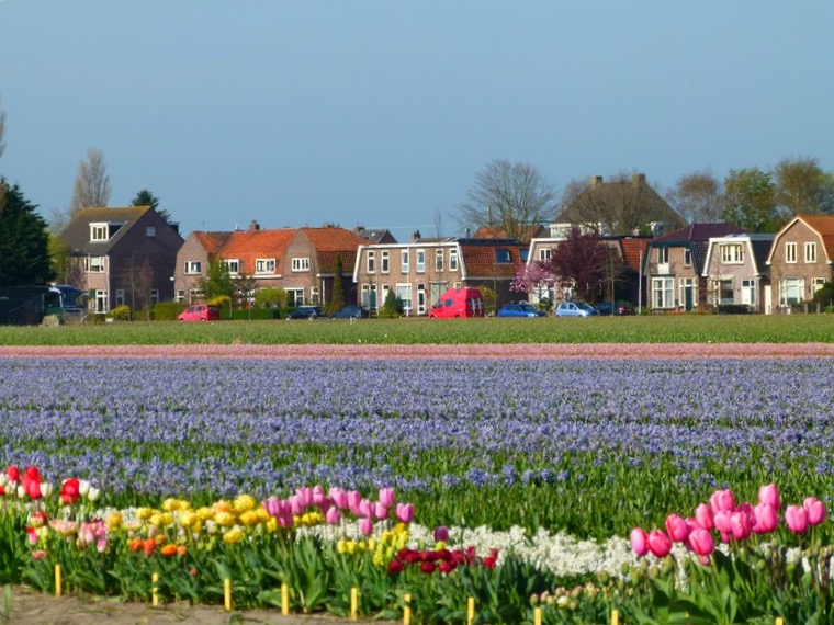 tulipas na holanda