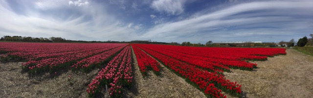 tulipas na holanda