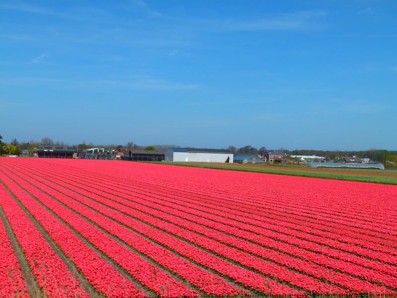 tulipas holanda - preciso viajar