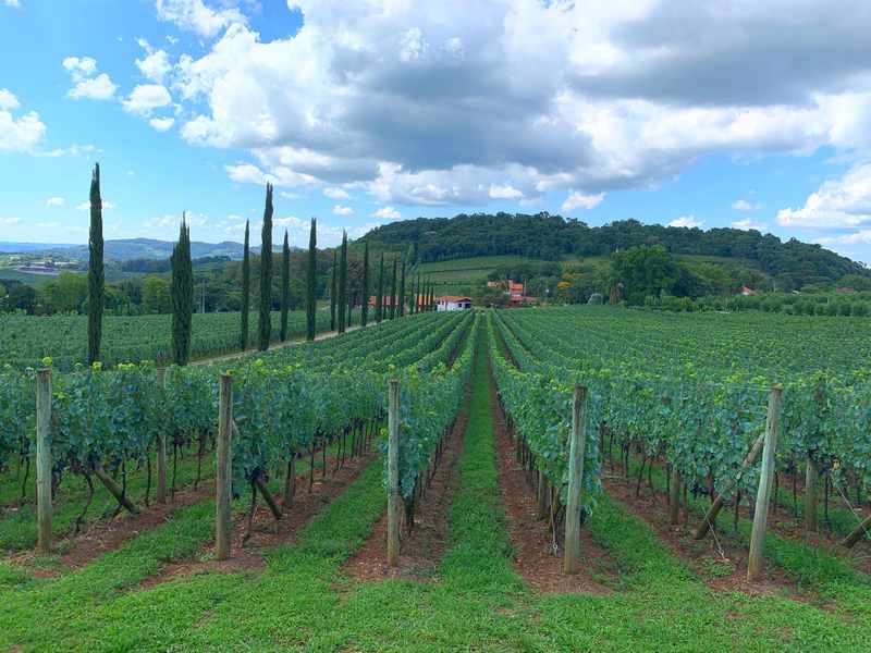 vale dos vinhedos
